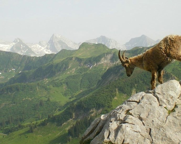 Spanish ibex