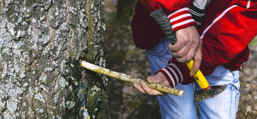 Lithuania food tree sap