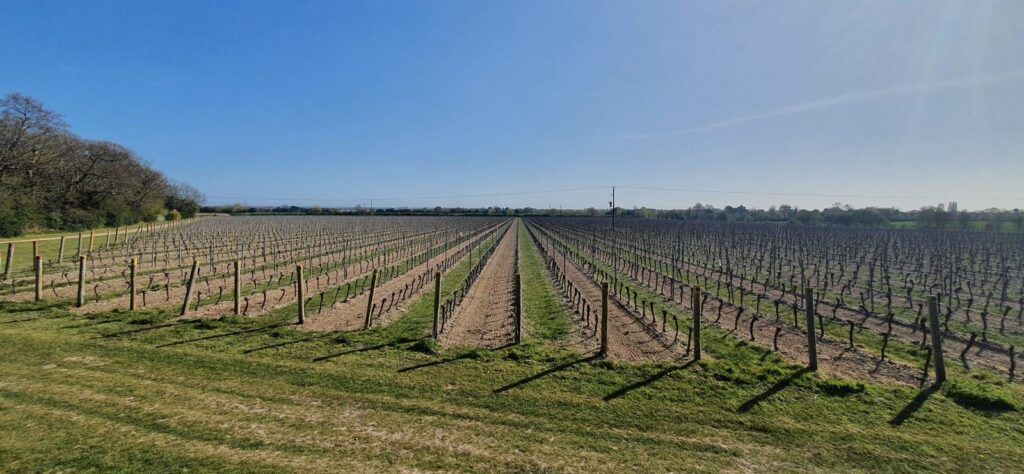 Tinwood Estate English vineyard