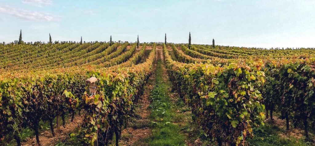 Bordeaux vineyards