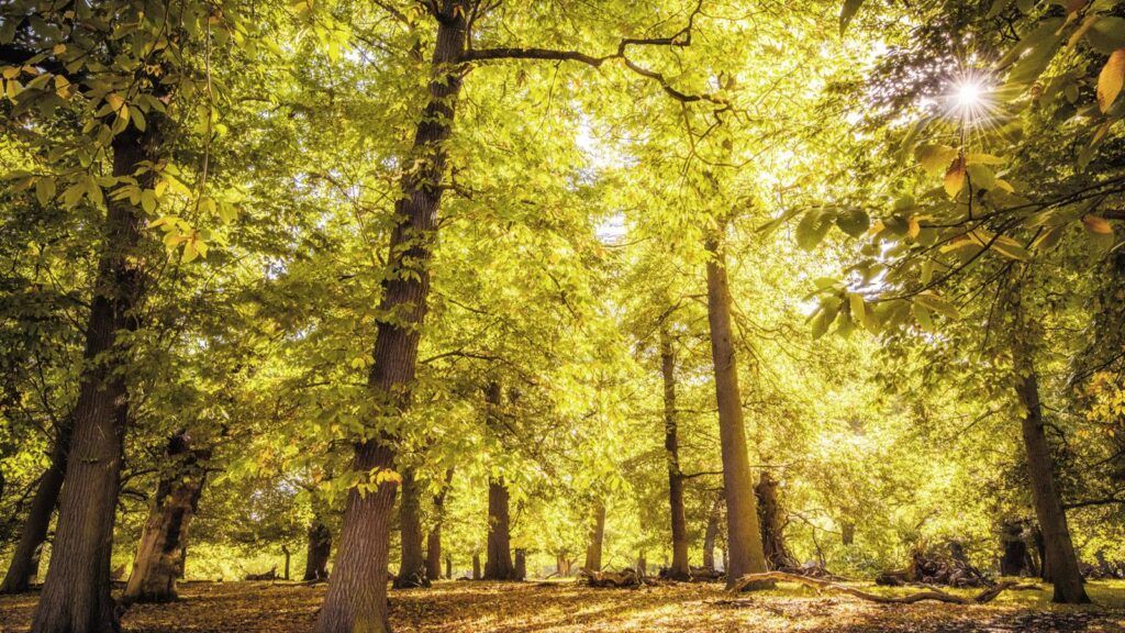 Autumn Photography - Forest