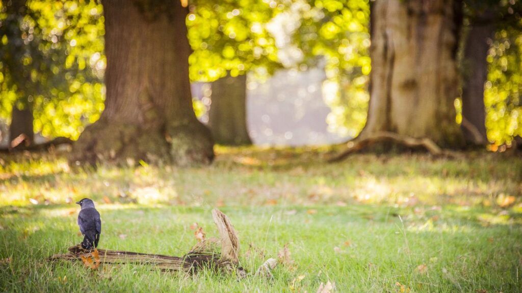 Autumn Photography - Jackdaw