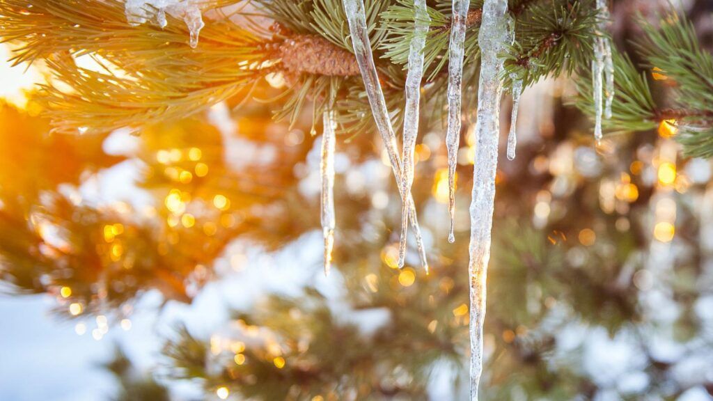 Autumn Photography - Icicles