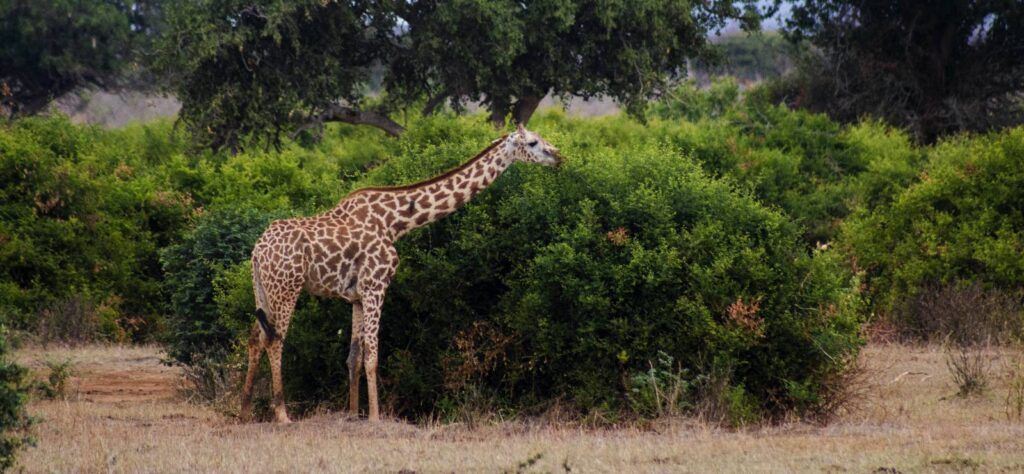 Kenya Safari Giraffe