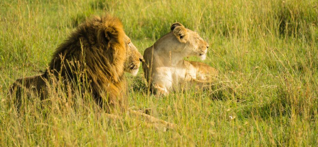 Lions in Kenya