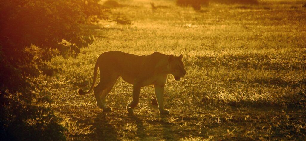 Lioness in Kenya