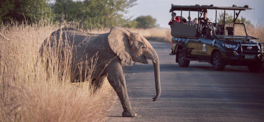 Elephant crossing a road on a Kenya Safari