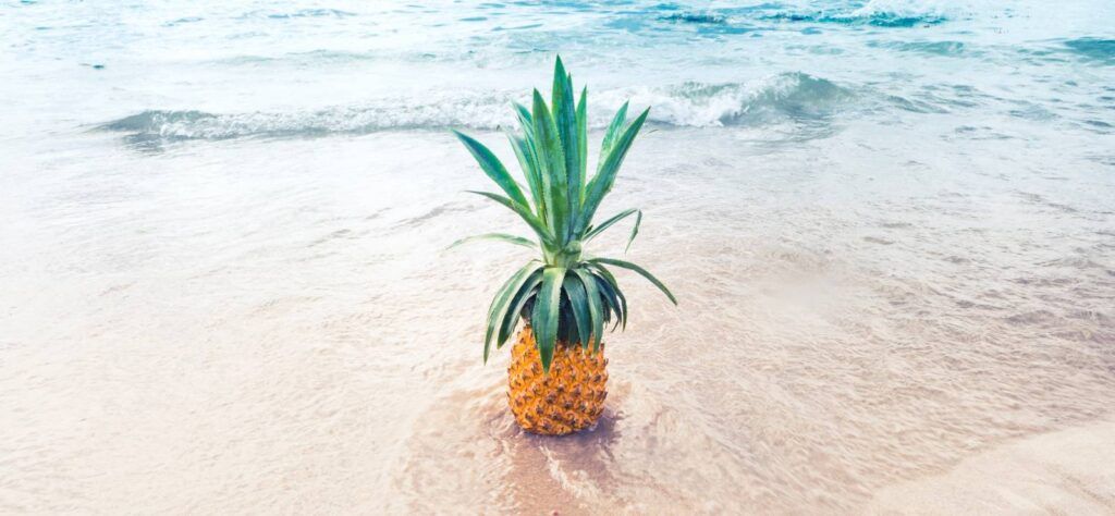 A Pineapple as might be used in Bullards gin