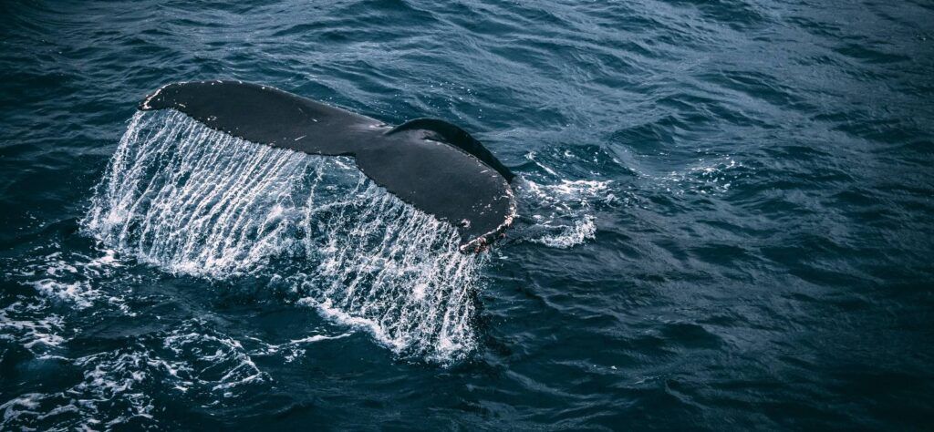 Whale watching in the Azores