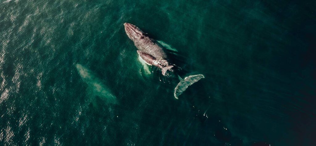 Whale watching in the Azores