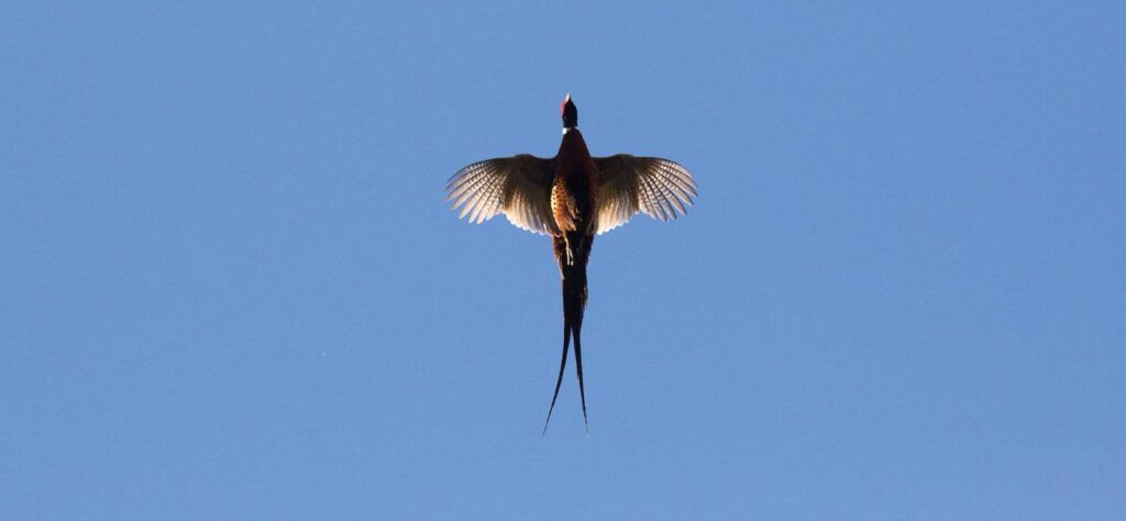 Pheasant shooting