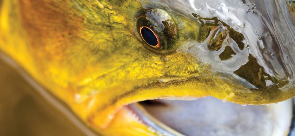 Golden Dorado at Ibera Marshland Argentina