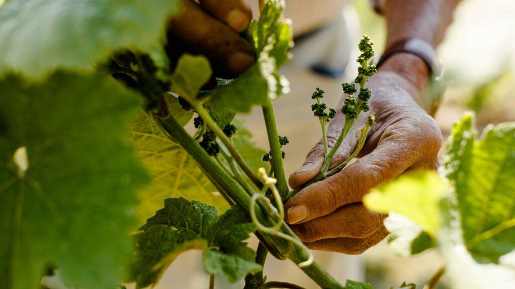 English vines for wine