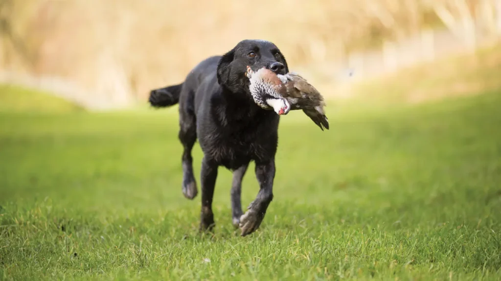 Start pheasant shooting - dog retrieval