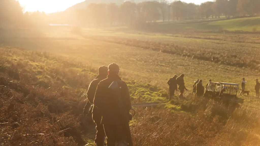 Start pheasant shooting - sunset shoot