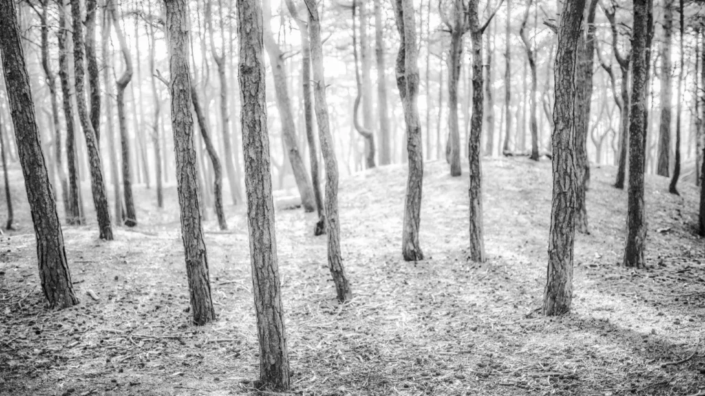 Landscape photography - woods