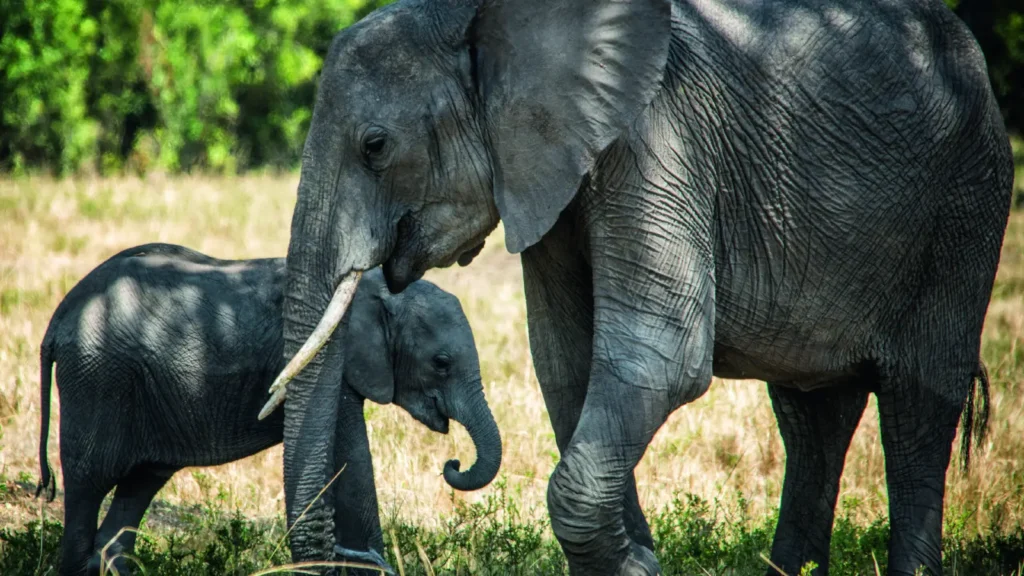 Sharper photography with the right lenses - elephants