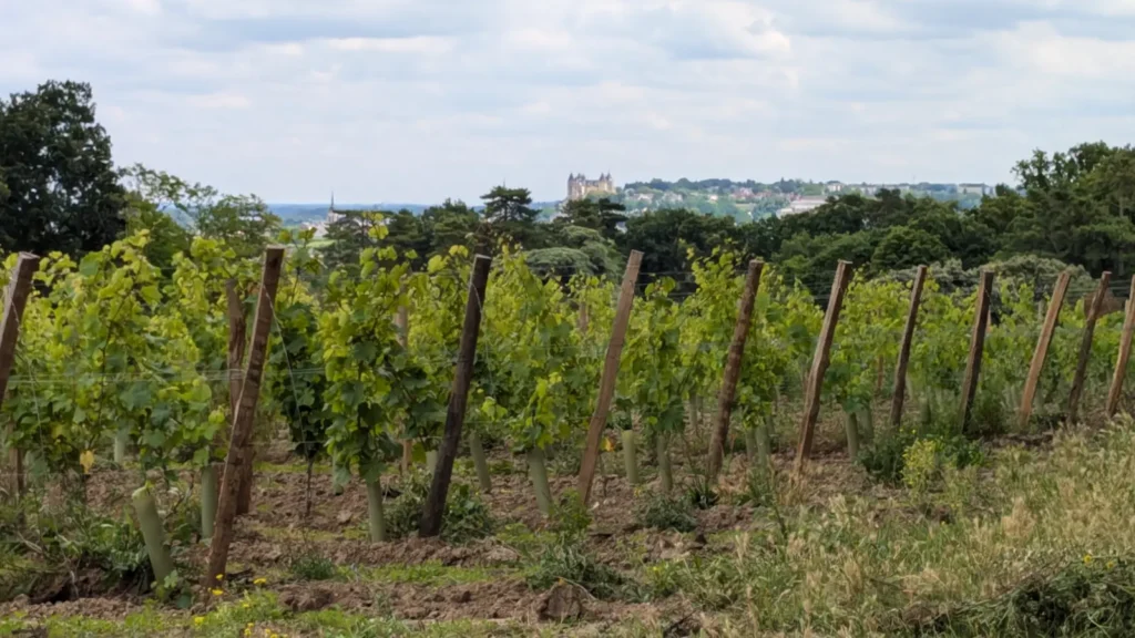 Chateau de Saumur from vineyard